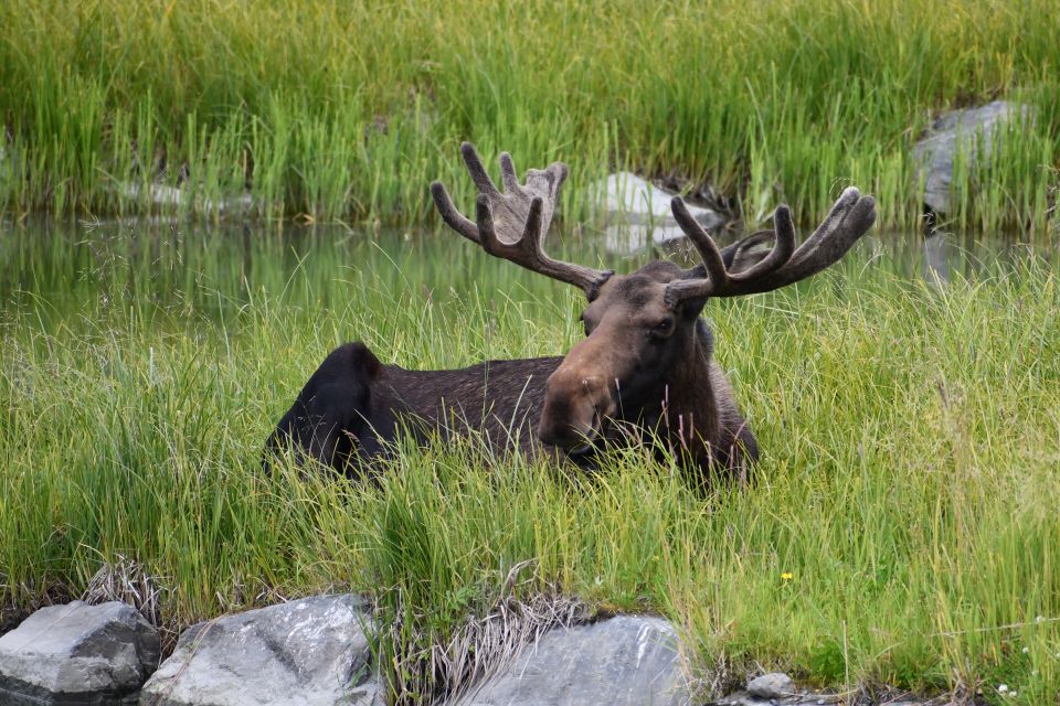 From Anchorage: Valley of Glaciers & Wildlife Center Tour - Tour Highlights