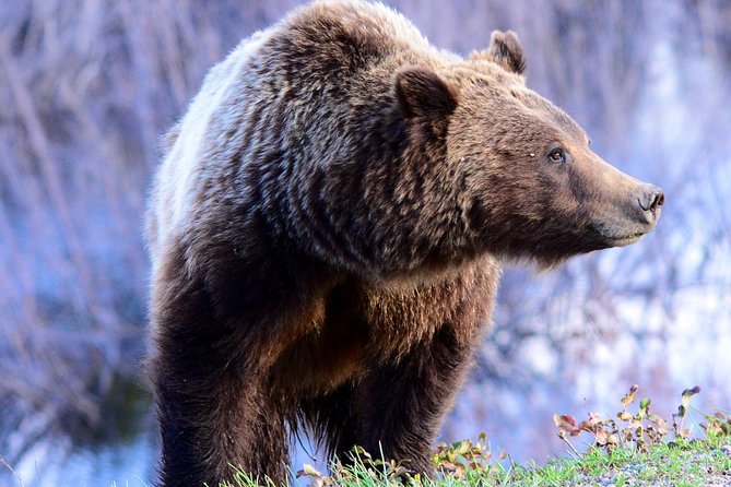 From Jackson Hole: Yellowstone Old Faithful, Waterfalls and Wildlife Day Tour - Wildlife Spotting Opportunities