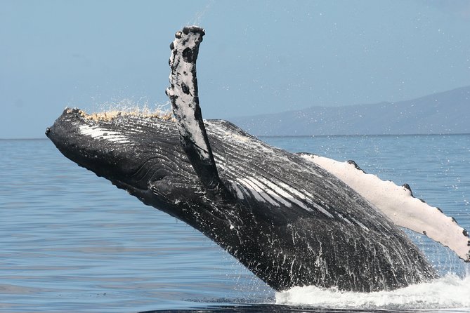 From Maalaea Harbor: Whale Watching Tours Aboard the Quicksilver - Customer Reviews