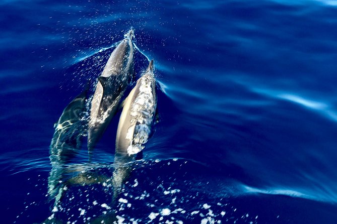From Maalaea: Lanai Snorkel & Dolphin Encounter on Quicksilver - Highlights and Recommendations