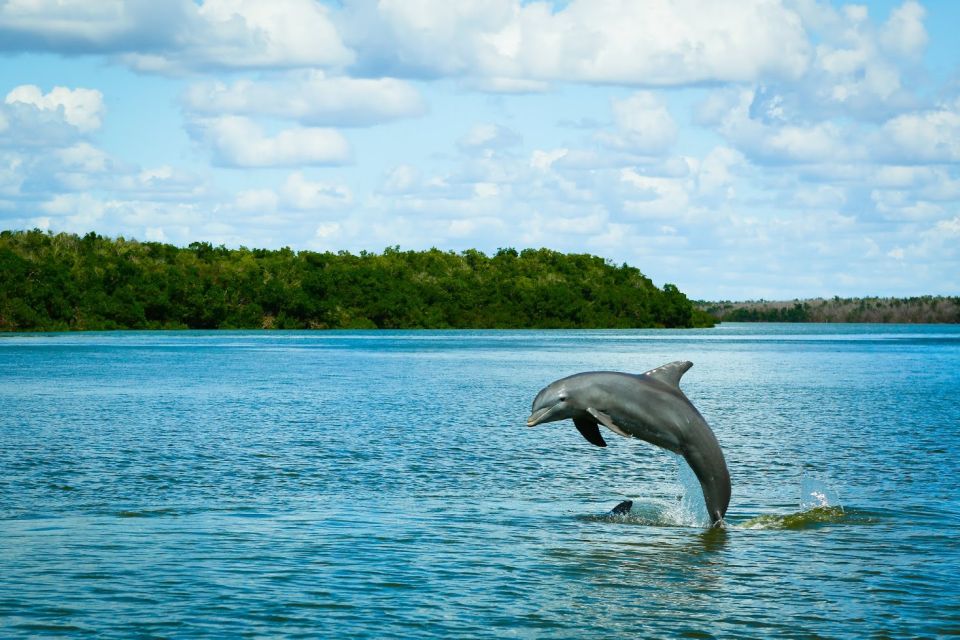 From Miami: Everglades Tour W/ Wet Walk, Boat Trips, & Lunch - Activity Details