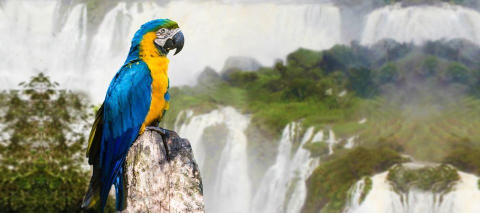 From Puerto Iguazu: Half-Day Brazilian Falls Excursion - Experience Highlights