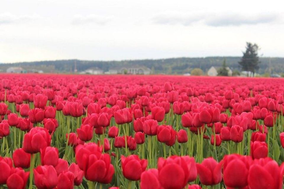 From Seattle:Tulip Festival at Skagit Valley and La Conner - Exploring Mount Vernon