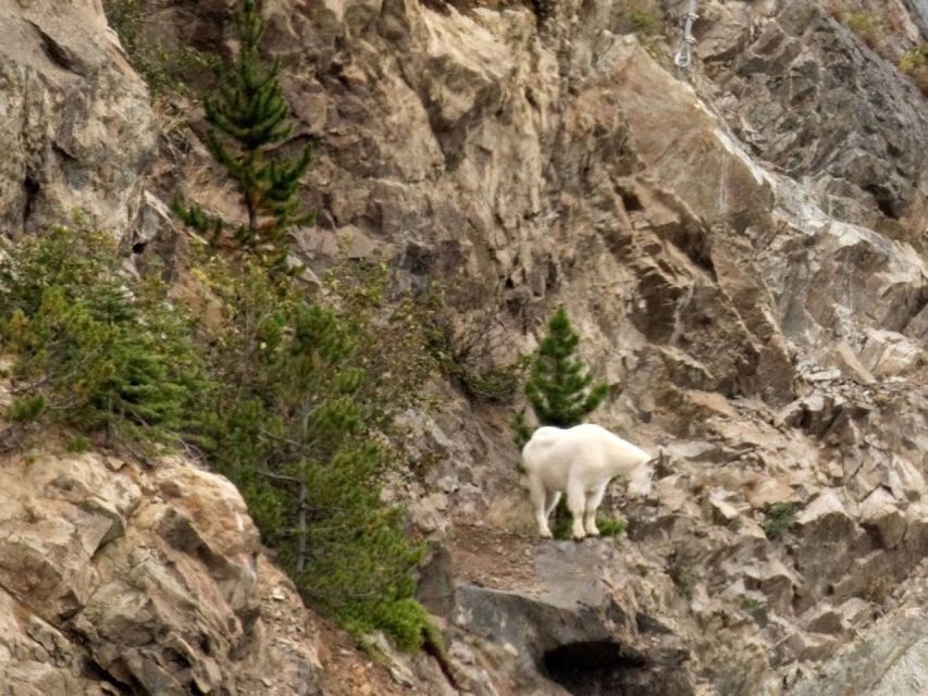 From Skagway: White Pass and Yukon Suspension Bridge Tour - Tour Highlights