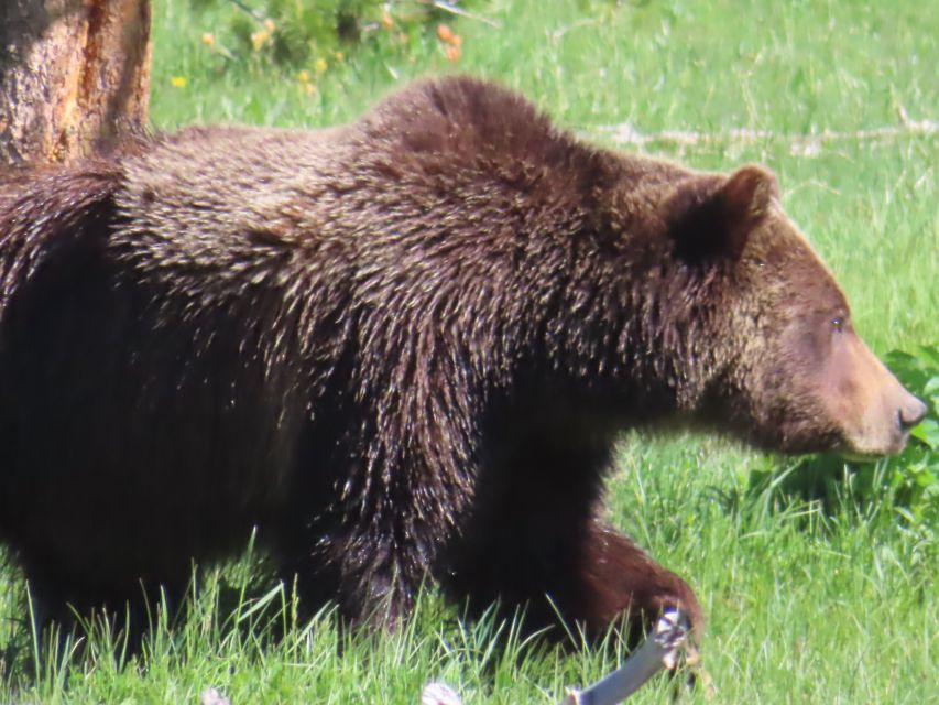 From West Yellowstone: Lower Loop Active Van Tour - Full Itinerary