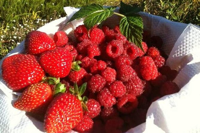 Fruits Picking Tour From Melbourne - Tour Inclusions