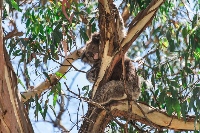 Full-Day Great Ocean Road and 12 Apostles Sunset Tour From Melbourne - Itinerary Details