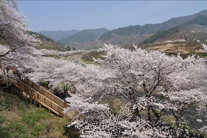 Full-Day Hadong, Gwangyang, Cherry Blossom, Green Tea Fields Private Tour - Cancellation Policy and Refunds