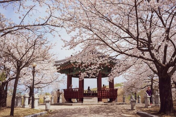 Full-Day Jinhae Cherry Blossom Festival Private Tour - Pickup Locations and Instructions