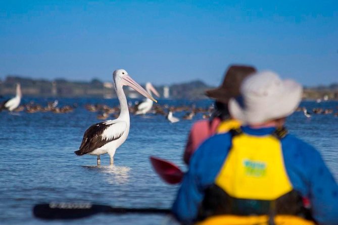 Full Day Kayaking Tour in Coorong National Park - Additional Information
