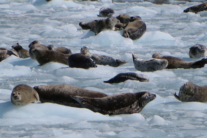 Full-Day Kenai Fjords National Park Northwestern Cruise - Customer Reviews