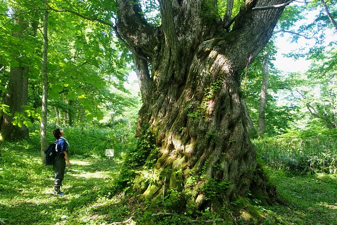 Full Day North Nagano Hiking Experience - Hiking Itinerary