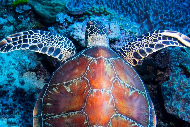 Full-Day Small-Group Guided Snorkeling Tour, Outer Reef  - Port Douglas - Cancellation Policy