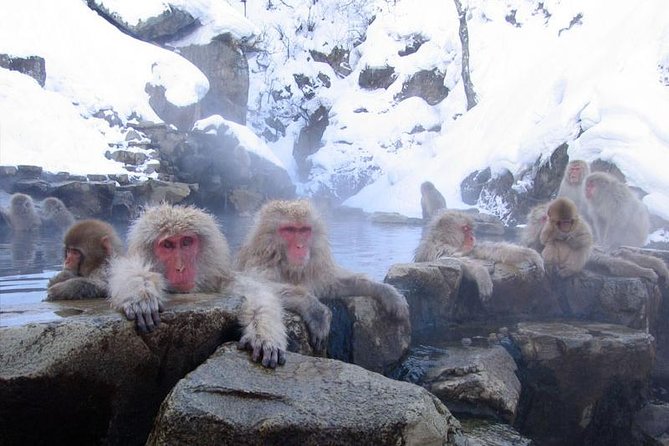 Full Day Snow Monkey Tour To-And-From Tokyo, up to 12 Guests - Exclusive Tour Overview