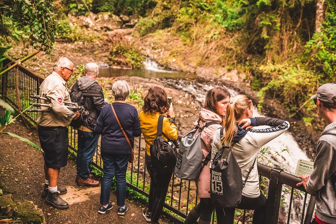 Full-Day Springbrook National Park Tour From the Gold Coast - Magical Rainforest and Mountain Adventure Feedback