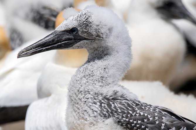 Gannet Safaris Overland Tour to Cape Kidnappers Gannet Colony - Tour Operation Details