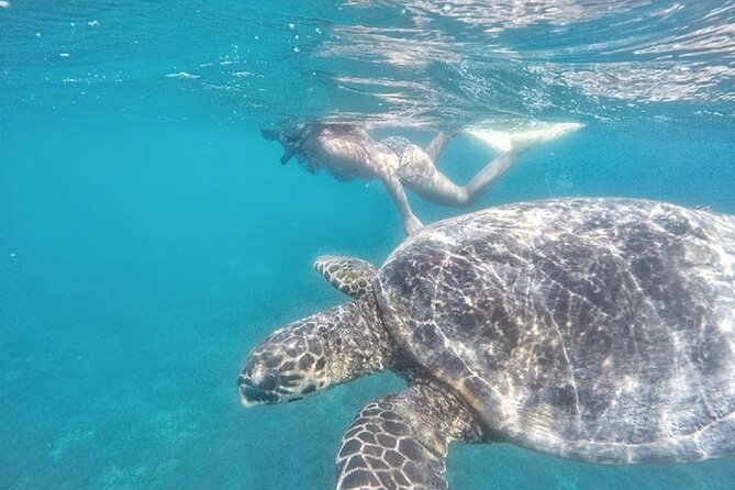 Gili Trawangan,Gili Meno& Gili Air Island:Snorkeling Day Trip Depart From Lombok - Traveler Reviews and Ratings