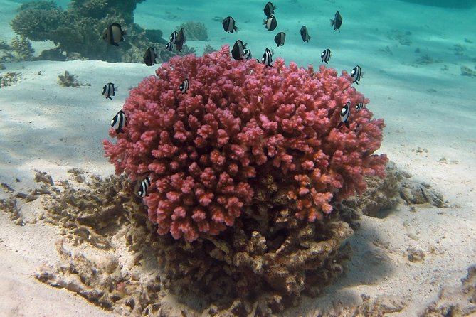 Glass-Bottomed Boat Reef Tour With Snorkeling, Coral Bay - Logistics and Accessibility