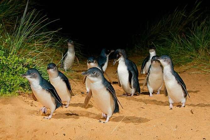 Golden Hour Penguins & Wine Tour With Pickups From Phillip Island - Pickup Information