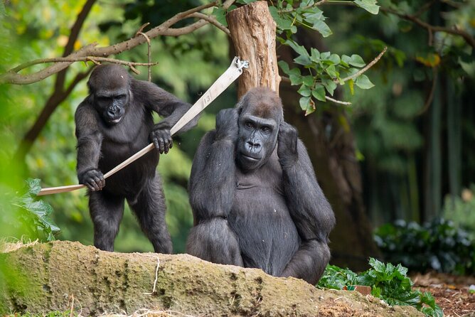 Gorilla Experience at Melbourne Zoo - Excl. Entry - Assistance and Support