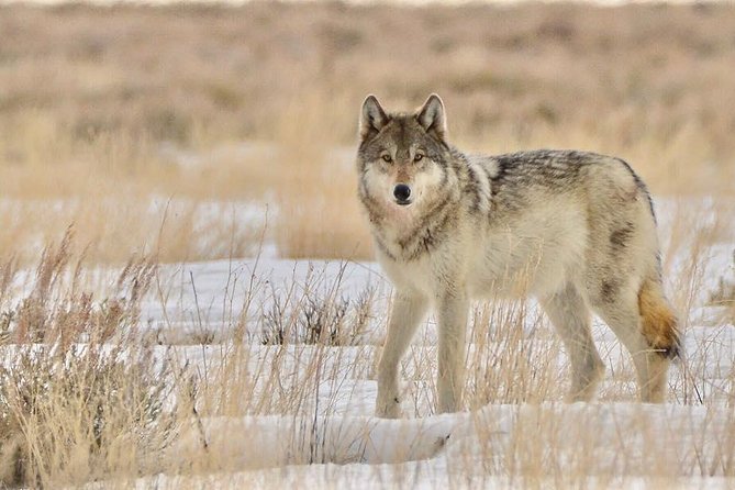 Grand Teton and National Elk Refuge Winter Wonderland Full Day Adventure - Customer Reviews and Feedback