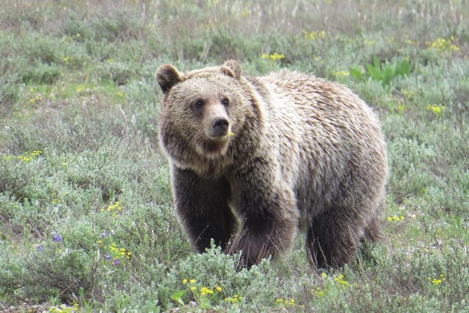 Grand Teton National Park - Full-Day Guided Tour From Jackson Hole - Cancellation Policy Details