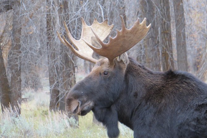 Grand Teton National Park - Sunset Guided Tour From Jackson Hole - Participant Limitations