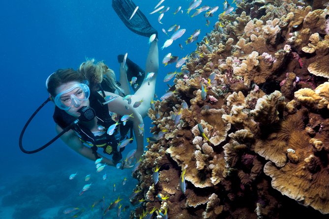 Great Barrier Reef Diving and Snorkeling Cruise From Cairns - Customer Feedback