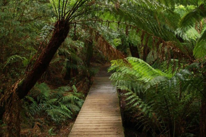 Great Ocean Road Medium Size Group Tour - Wildlife Spotting and Nature Walks