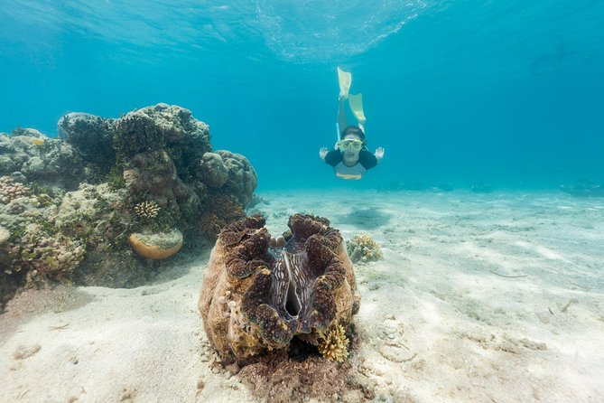 Green Island Day Trip From Cairns - Snorkeling Experience