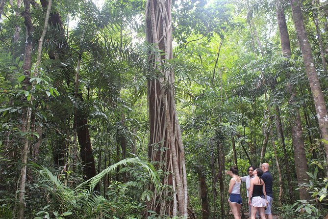 Guided Half-Day Tour of Daintree Rainforest  - Port Douglas - Directions