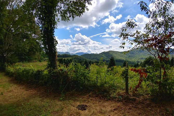 Guided Horseback Ride Through Flame Azalea and Fern Forest - Additional Information