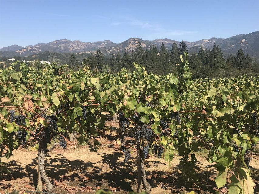 Guided Private Wine Tour to Napa and Sonoma Wine Country - Tour Experience and Highlights