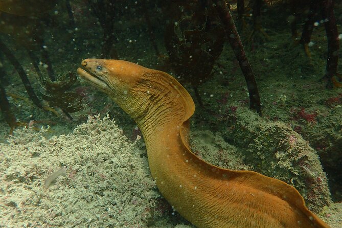 Guided Snorkel Experience, Advanced - Techniques for Advanced Snorkeling