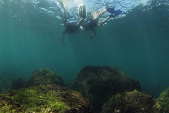 Guided Snorkel With Fish Tour at Cook Island Aquatic Reserve - Additional Booking Information