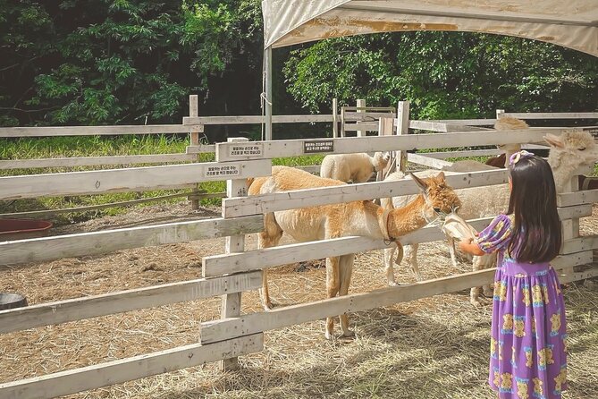 Halal - Central Mosque/Nami Island/Sheep Ranch /Morning Calm - Enjoying the Morning Calm