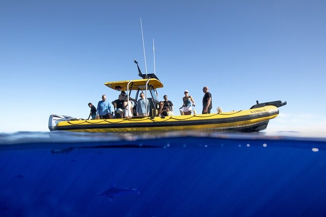 Haleiwa Small-Group Shark Dive Tour  - Oahu - Additional Information