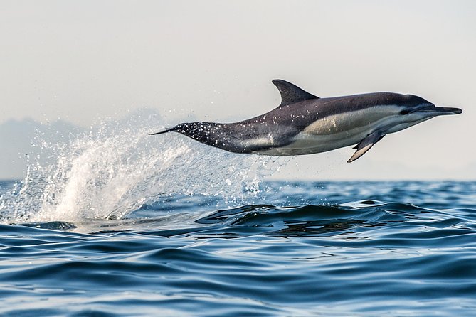 Half Day Dolphin & Wildlife Cruise - Tauranga - Expectations
