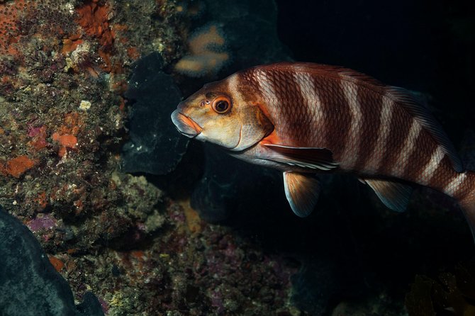 Half Day Guided Dive Tour, Goat Island Marine Reserve - Common questions