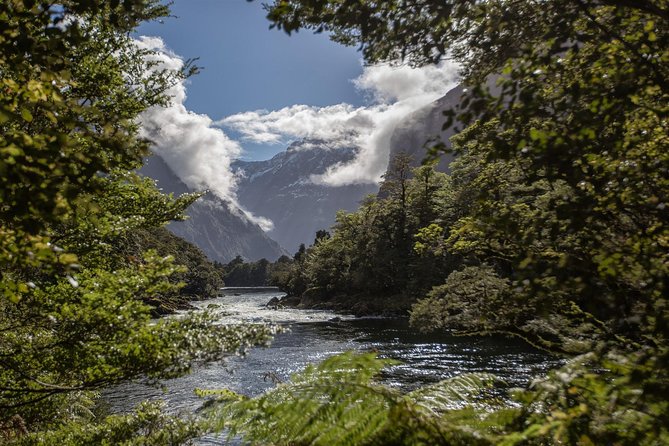 Half-Day Milford Track Guided Hiking Tour - Experience Highlights