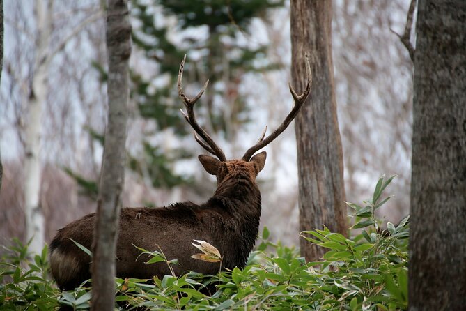 Half-Day Primeval Forest Snowshoe and Wildlife Watching Tour - Wildlife Spotting Tips