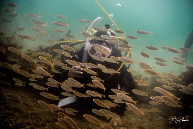 Half-Day Small-Group Beginner Diving Lesson, Goat Island  - Auckland - Additional Notes