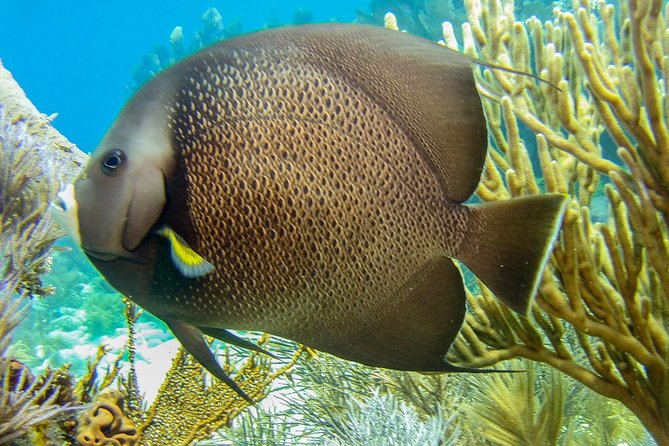 Half Day Snorkel Trip on Reefs in the Florida Keys - Customer Reviews