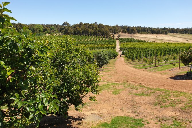 Half-Day Swan Valley Walk & Fruit Orchard - Pricing and Booking