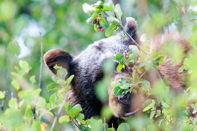 Half-Day Wildlife Safari Tour in Grand Teton National Park - Logistics and Details