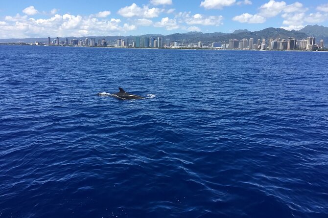 Hawaii: Honolulu Whale-Watching Catamaran Tour  - Oahu - Common questions