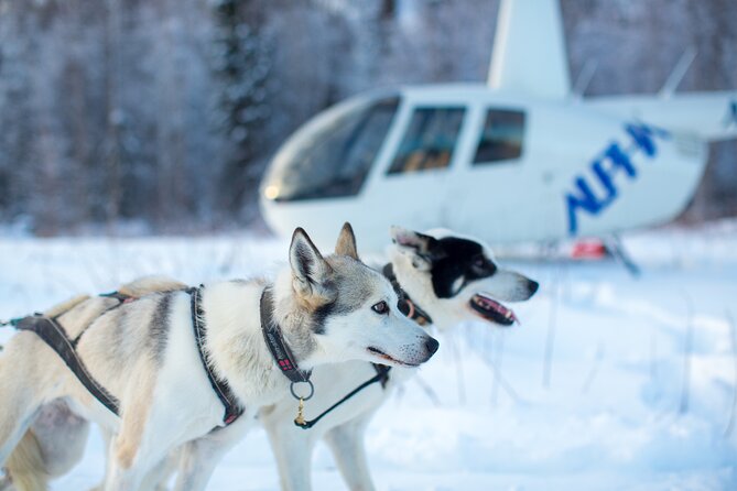Helicopter Glacier Dogsled Tour Lower Glacier Landing - ANCHORAGE AREA - Cancellation Policy