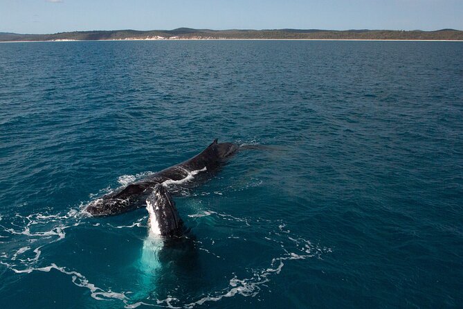 Hervey Bay Ultimate Whale Watching Cruise - Expectations