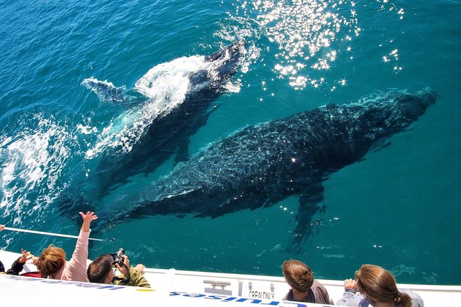 Hervey Bay Whale Watching Experience - Memorable Whale Interactions