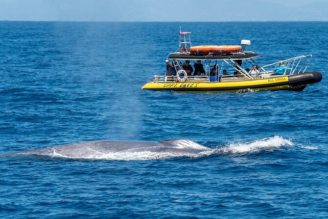 High Speed Zodiac Whale Watching Safari From Dana Point - Accessibility and Physical Recommendations